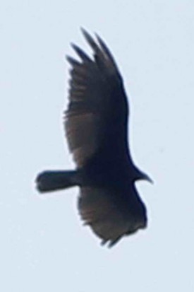Jote cabeza colorada/Turkey Vulture