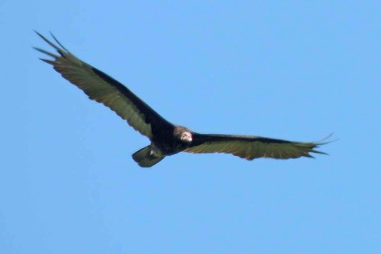 Jote cabeza colorada/Turkey Vulture