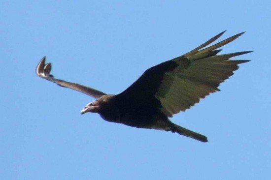 Jote cabeza colorada/Turkey Vulture