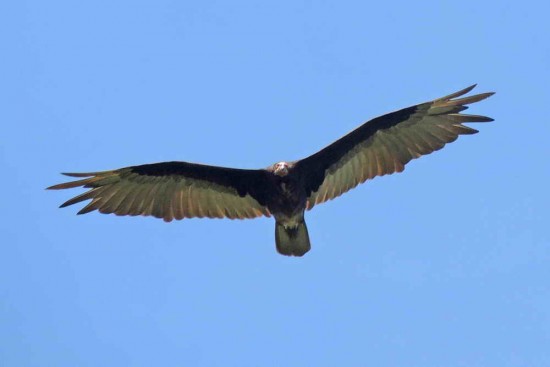 Jote cabeza colorada/Turkey Vulture