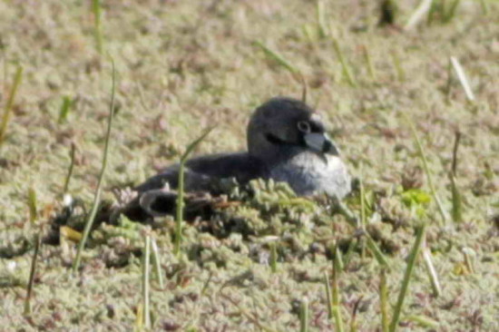 Macá pico grueso/Pied-billed Grebe