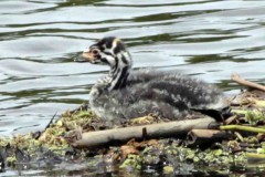 Macá pico grueso/Pied-billed Grebe