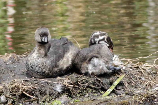 Macá pico grueso/Pied-billed Grebe