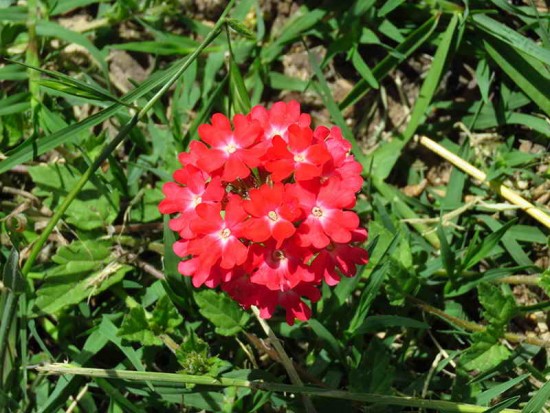 Margarita punzó/Peruvian verbena