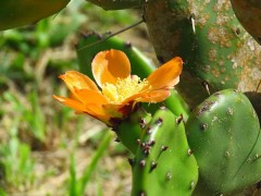 Opuntia