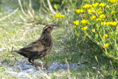 Pecho colorado/White-brwoed Meadowlark