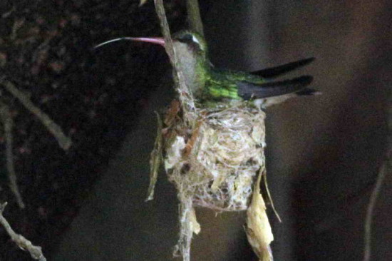 Picaflor comúnH/Glittering-bellied EmeraldF