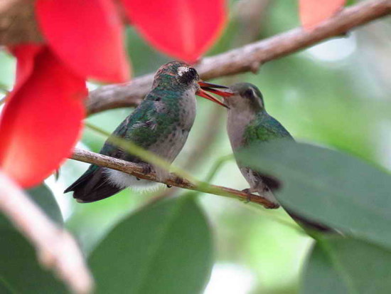 Picaflor comúnH/Glittering-bellied EmeraldF