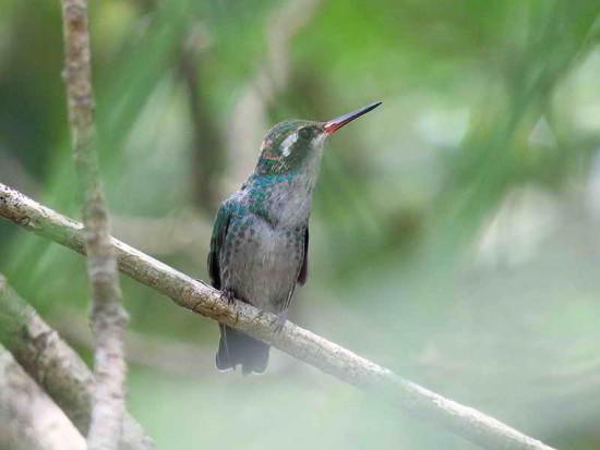 Picaflor comúnH/Glittering-bellied EmeraldF