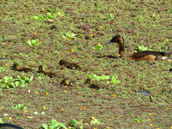 Pato picazo/Rosy-billed Pochard