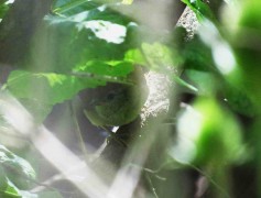 Pijuí frente gris/Sooty-fronted Spinetail