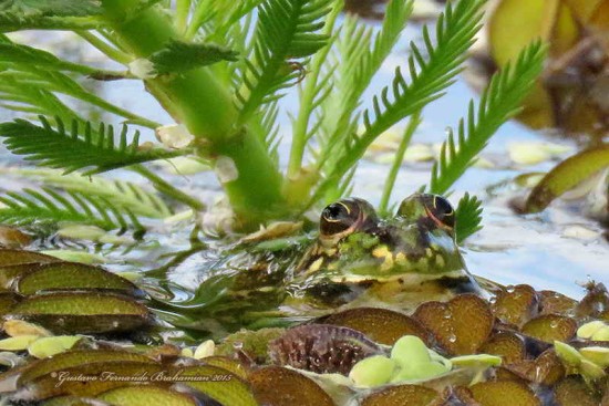 Ranita acuática común/Lesser swimming frog