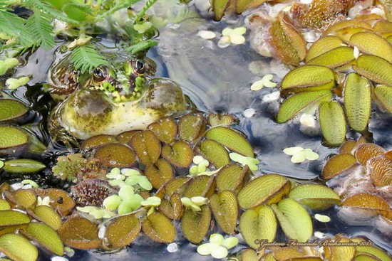 Ranita acuática común/Lesser swimming frog