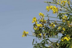 Retama/Spanish broom