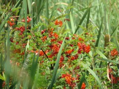 Seibillo/Scarlet wisteria