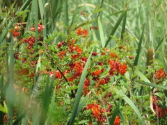 Seibillo/Scarlet wisteria