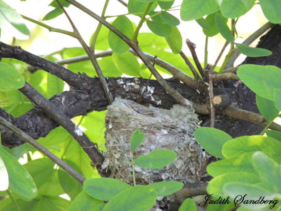 Tacuarita azul/Masked Gnatcatcher