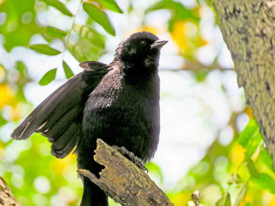 Tordo pico corto/Screaming Cowbird