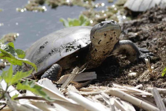 Tortuga de laguna/Side-necked Turtle