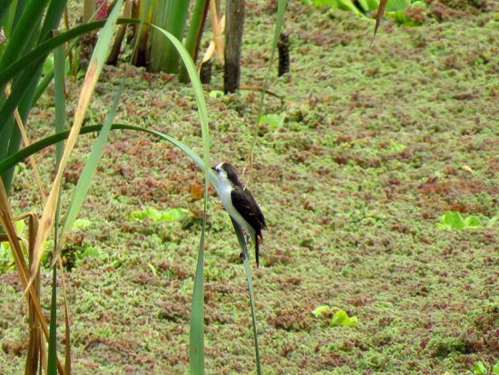 Viudita blanca/Black-backed Water-Tyrant