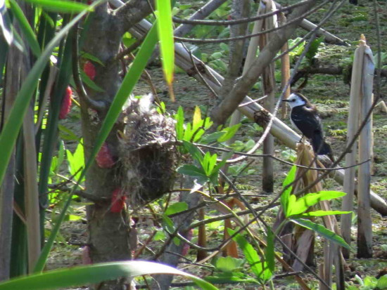 Viudita blanca/Black-backed Water-Tyrant