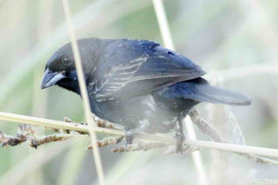 Volatinero/Blue-black Grassquit