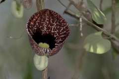 Aristoloquia/Calico flower