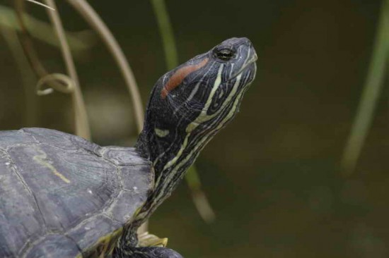 Tortuga de orejas rojas/Red-eared Turtle