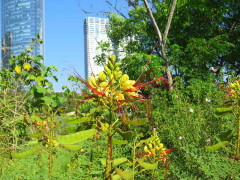 Barba de chivo/Yellow bird of paradise