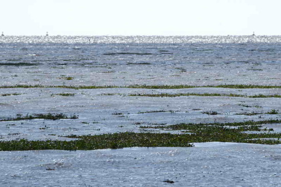 Camalotal/water hyacinth mats