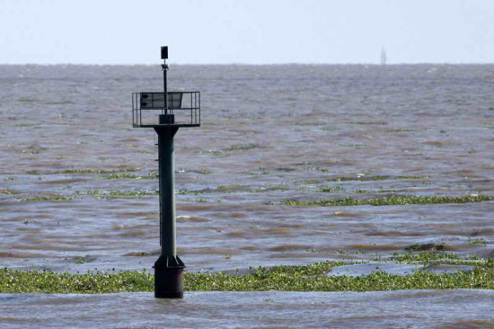 Camalotal/water hyacinth mats