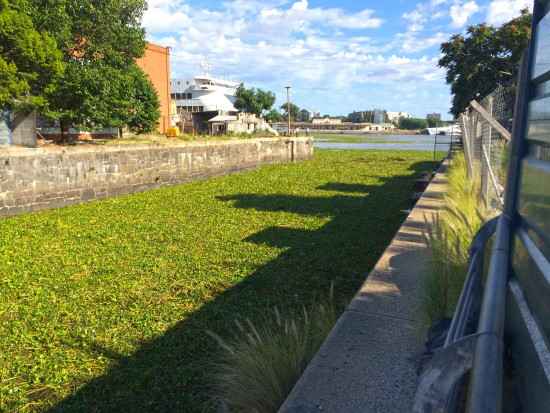 Camalotal/water hyacinth mats