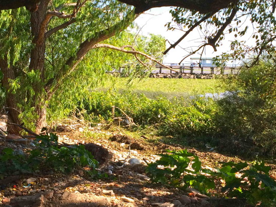 Camalotal/water hyacinth mats