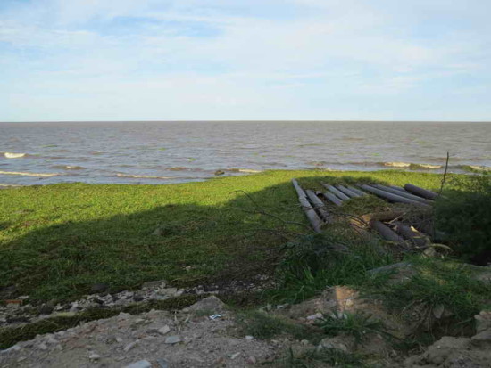 Camalotal/Water hyacinth mats