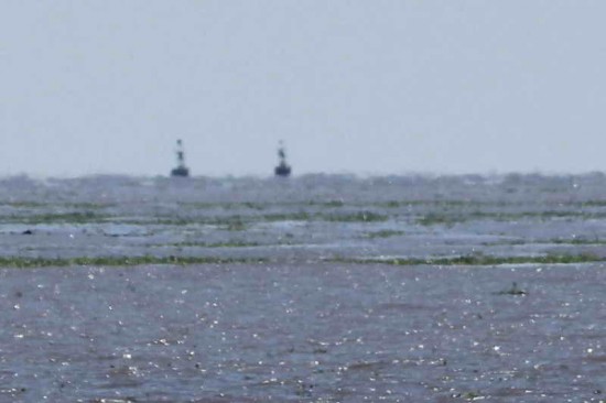 camalotales/floating hyacinth