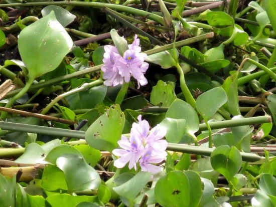 camalotales/floating hyacinth