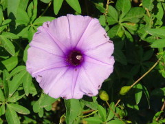 Campanilla lila/Morning glory