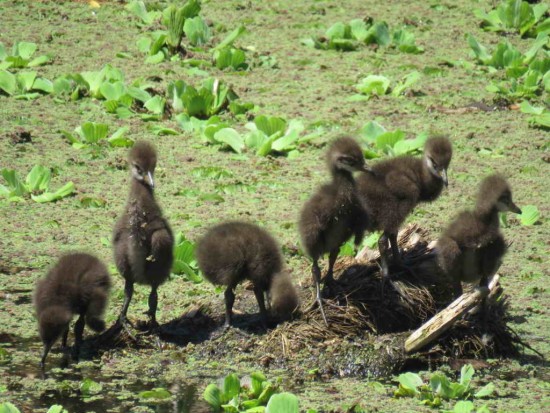 Caraú/Limpkin