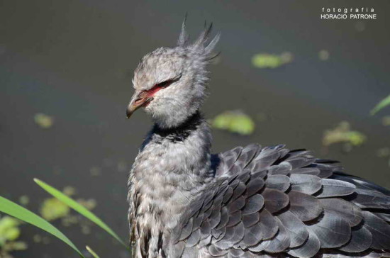 Chajá/Southern Screamer