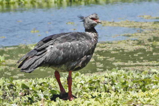 Chajá/Southern Screamer