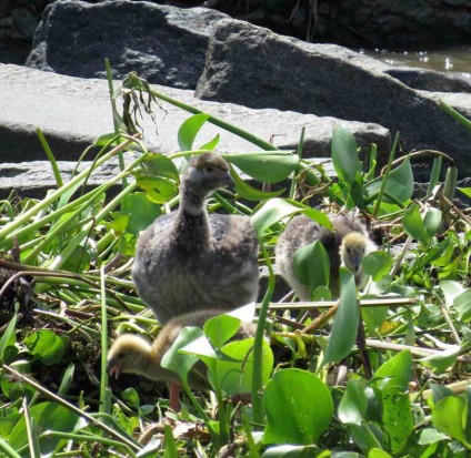 chajá/Southern Screamer