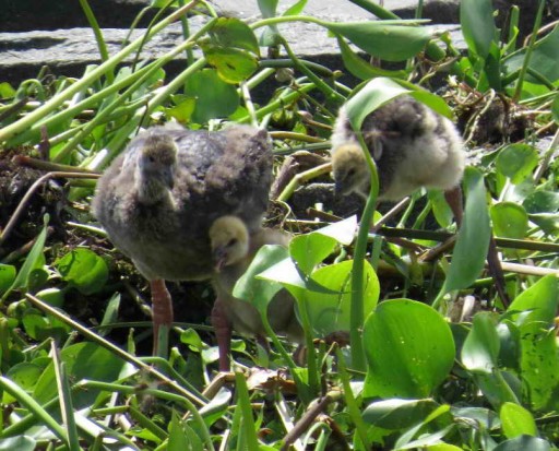 chajá/Southern Screamer