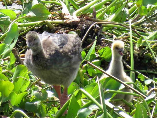 chajá/Southern Screamer