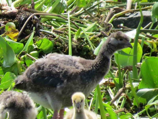 chajá/Southern Screamer