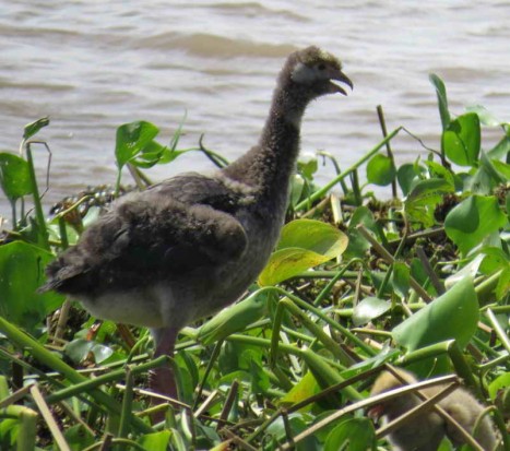 chajá/Southern Screamer