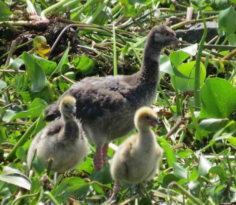 chajá/Southern Screamer