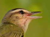 Chiví común/Red-eyed Vireo