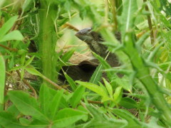 Corbatita común/Double-collared Seedeater