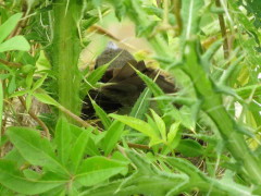 Corbatita común/Double-collared Seedeater