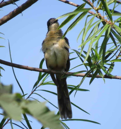 Cuclillo canela/Dark-billed Cuckoo